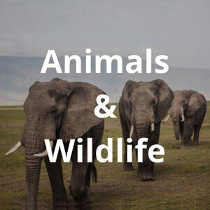 fg-animals-and-wildlife.jpg