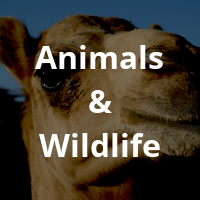 Animals-Wildlife-1.png